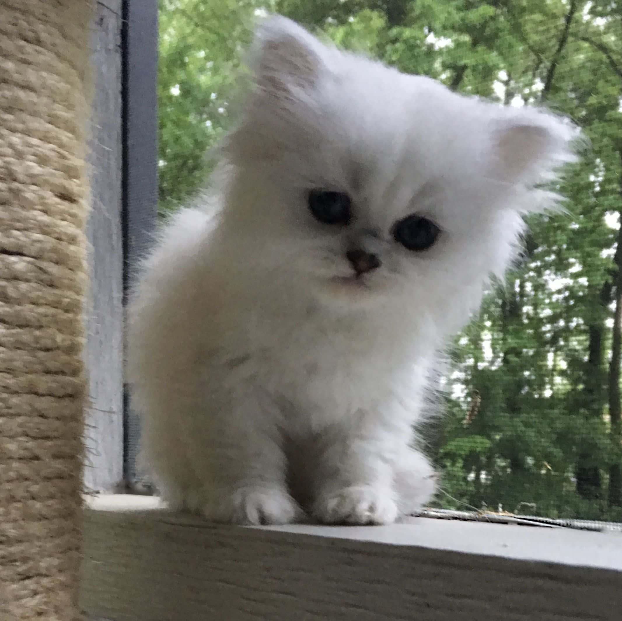 persian kittens for sale san diego
