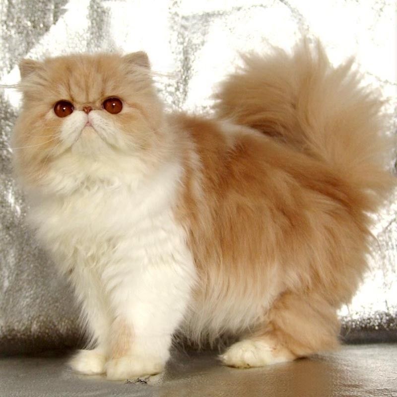 Persian Kittens For Sale San Diego