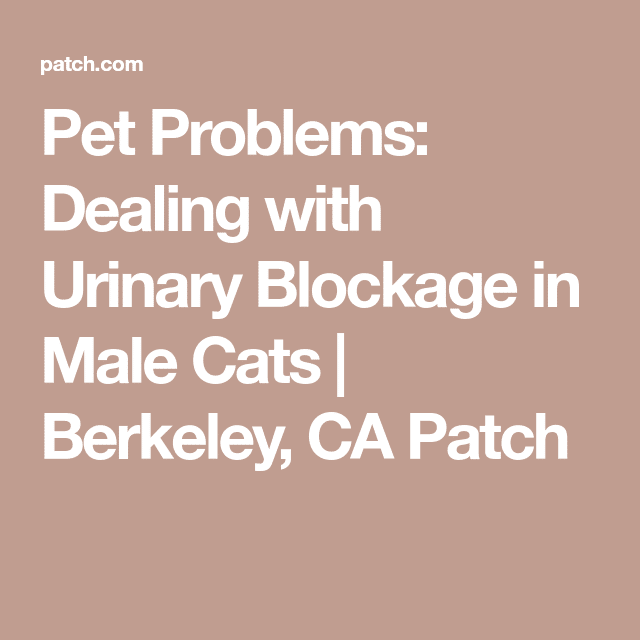 Pet Problems: Dealing with Urinary Blockage in Male Cats