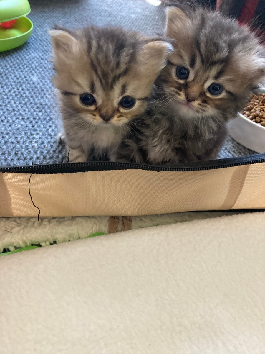 Pure Breed Persian Kittens For Sale in Cedarburg, Wisconsin