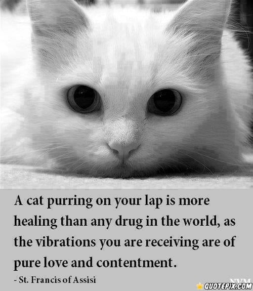 Quotes About Loving Your Cat. QuotesGram