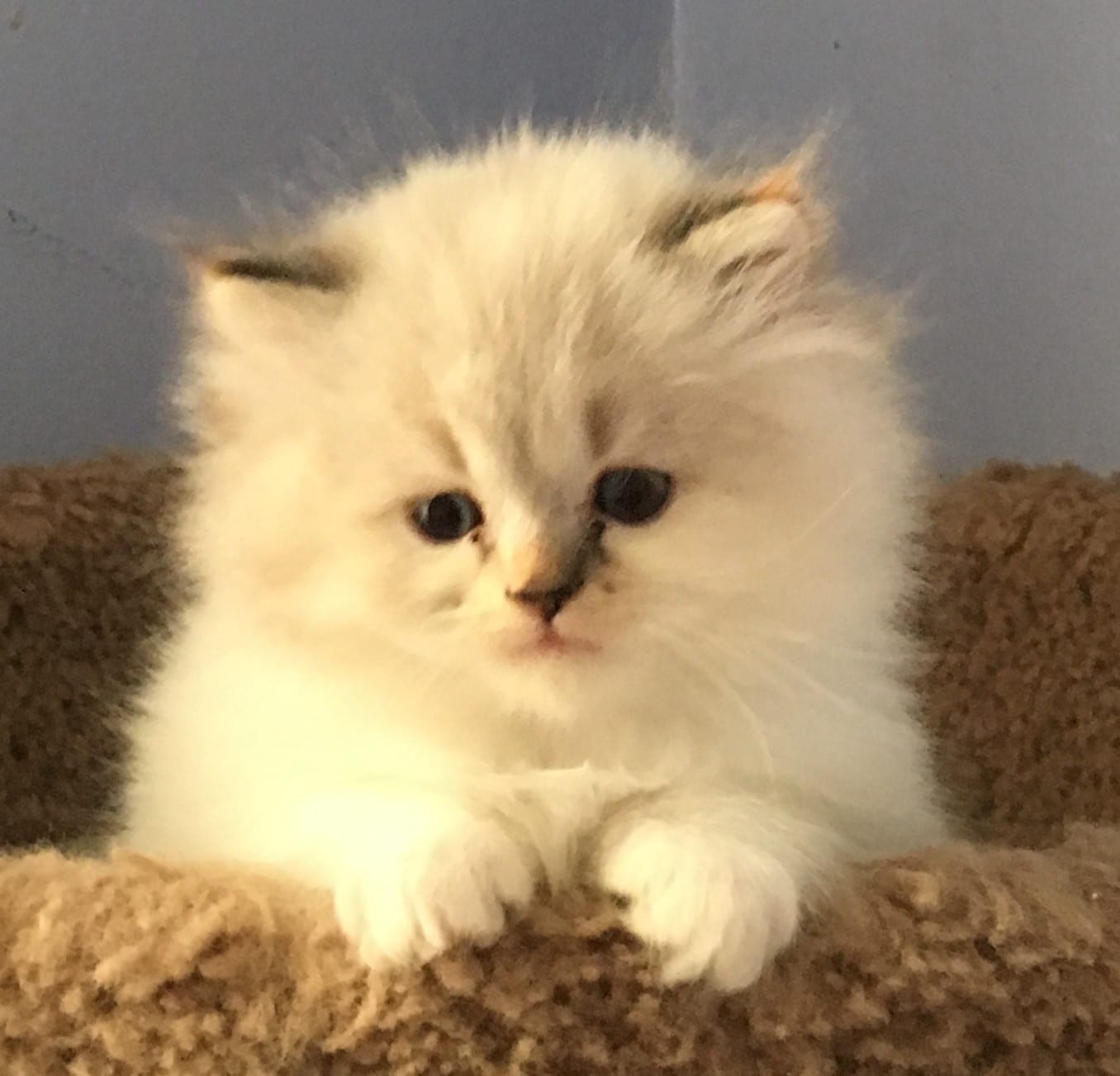 Ragdoll Cats For Sale In Michigan / Ragdoll kittens for Sale in Niles ...