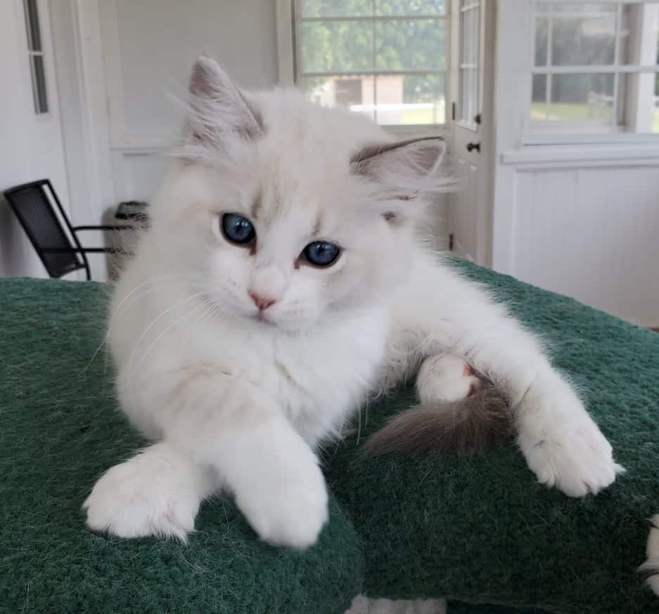 Ragdoll Kittens For Sale in NC : All Star Rags Cattery