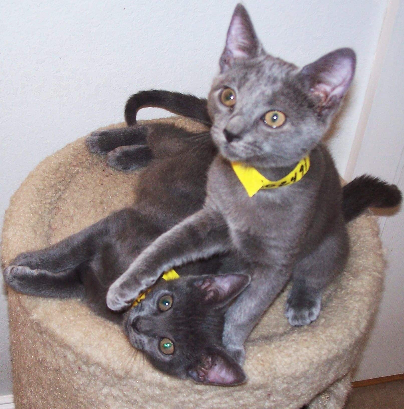 Russian Blue Kittens For Adoption