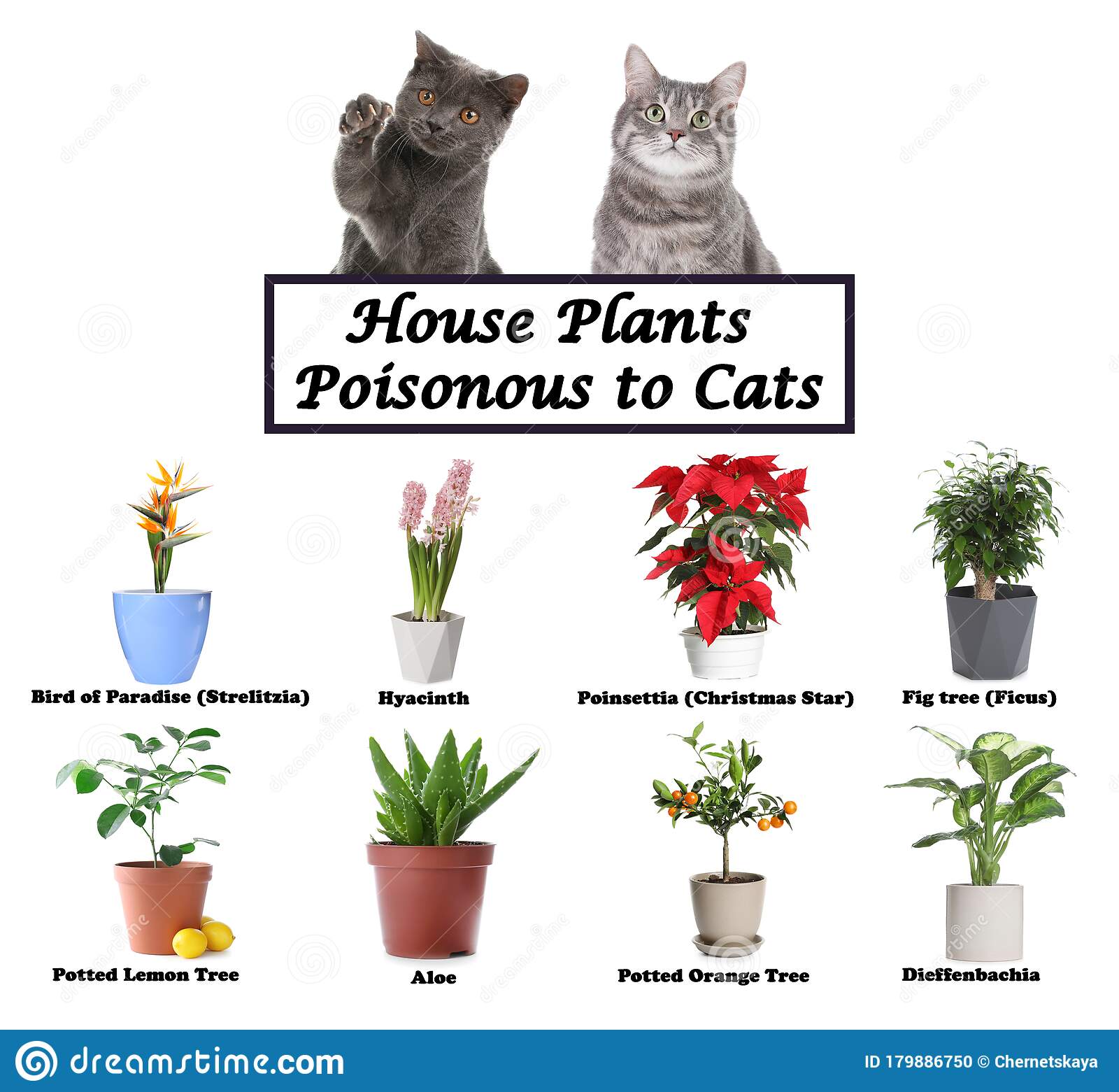 Set Of House Plants Poisonous To Cats And Kittens On Background Stock ...