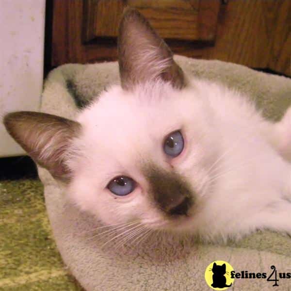 Siamese Kitten for Sale: Traditional Seal Point Siamese kittens in ...