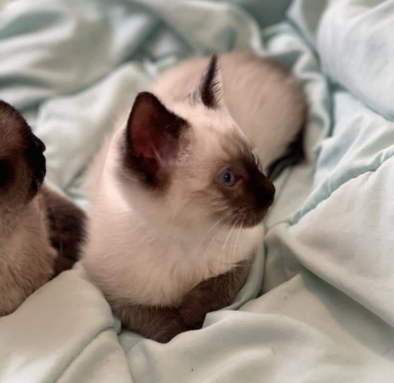 Siamese Seal Point Kittens Male And Female