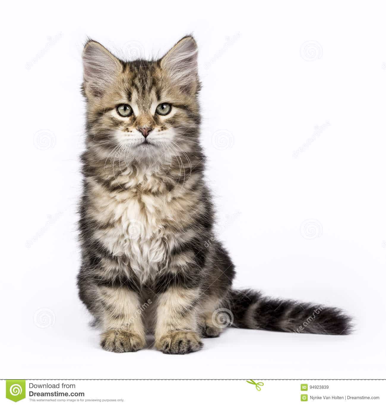 Siberian Forest Cat Kittens For Sale
