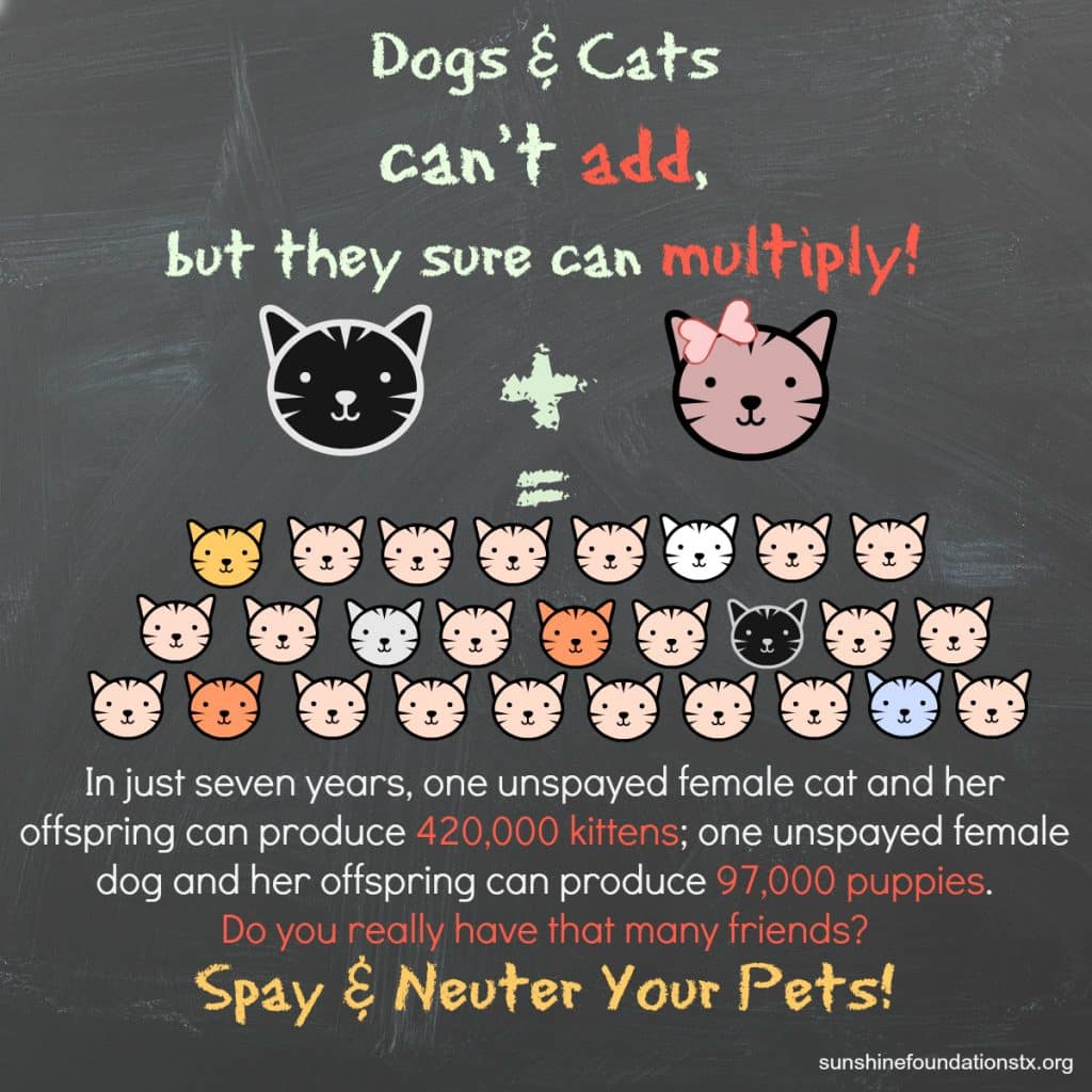 Spaying and Neutering your cat.