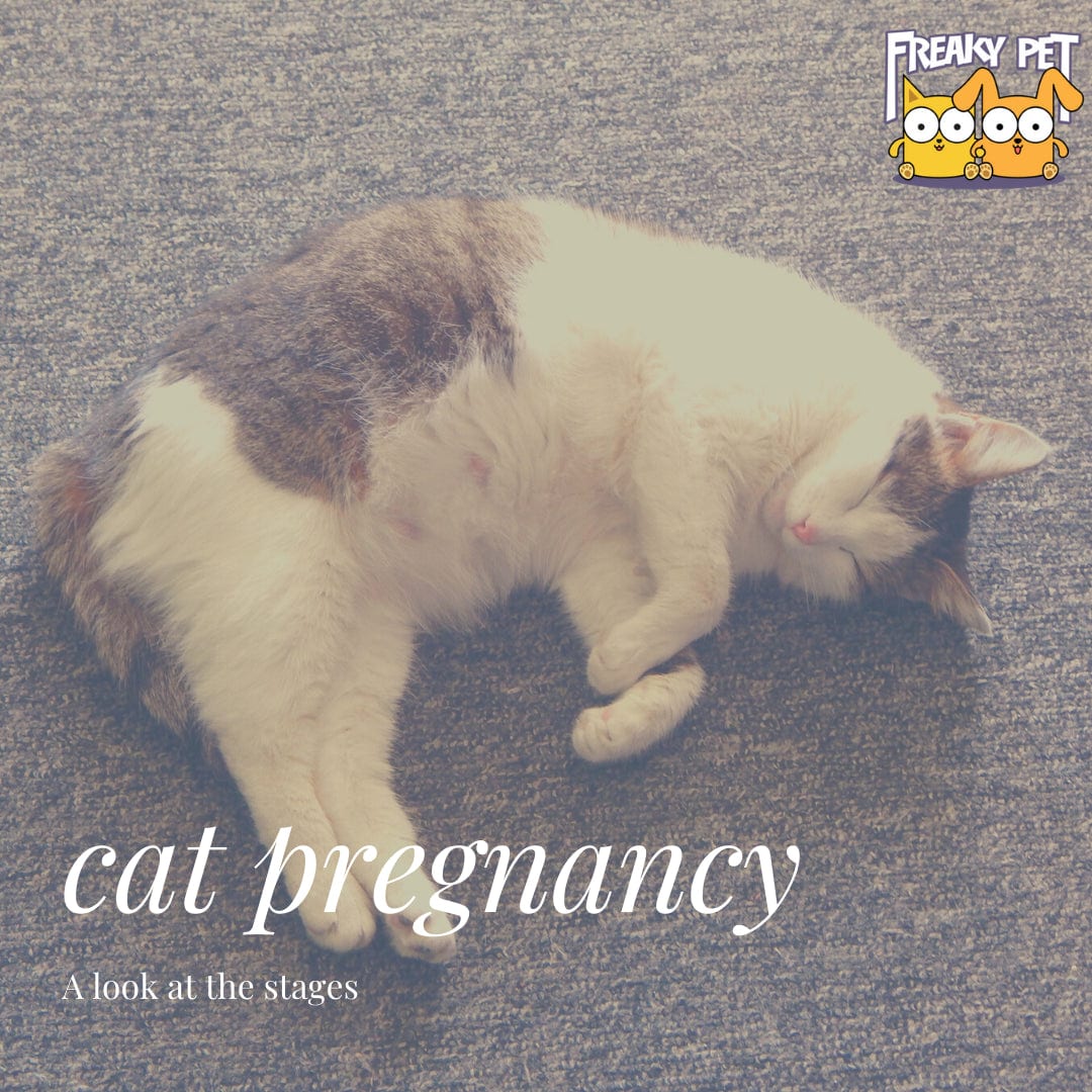 Stages of Cat Pregnancy