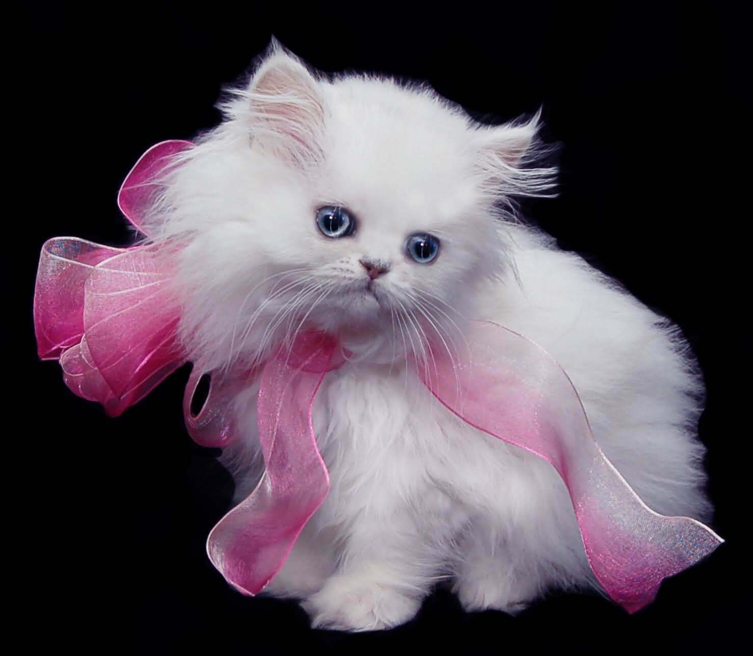 Teacup Persian Kittens For Sale