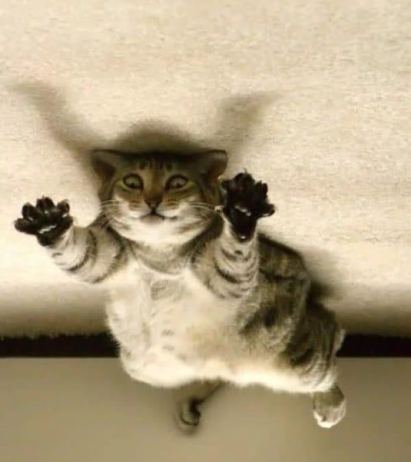 Ten Upside Down Cats Who Don