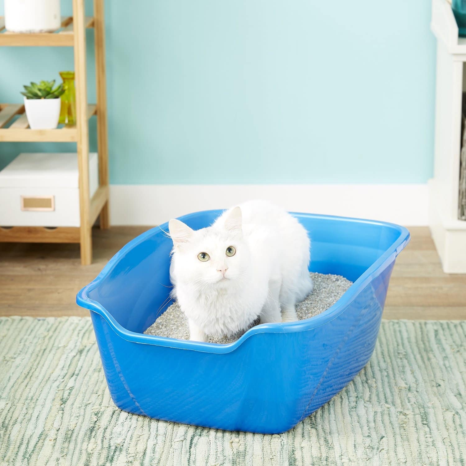The 5 Best Litter Boxes For Multiple Cats