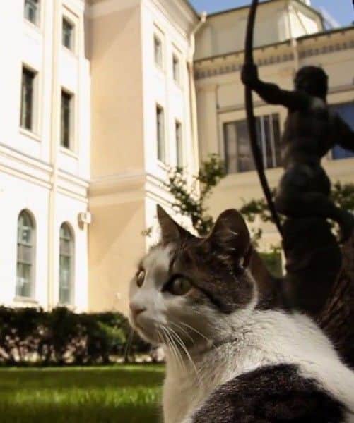 The felines of St. Petersburg Hermitage Museum always get in for free ...