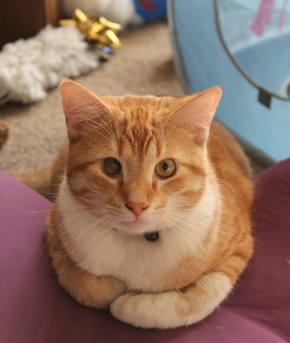 Toby (The CVS Rescue Kitty)