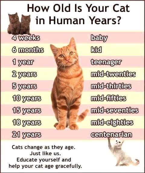 Top 1 Of: Cat Years Chart