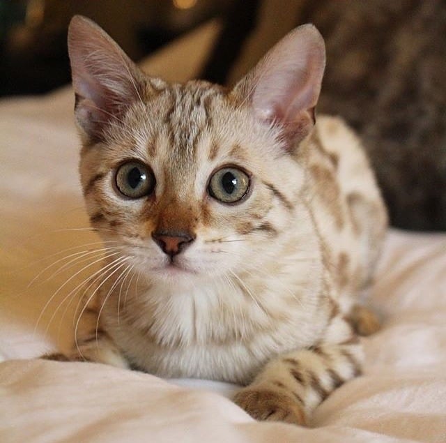 Top Vaccinations For Your Bengal Kitten