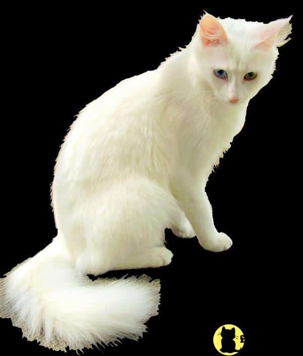 Turkish Angora Kitten for Sale: Mavi Magic Turkish Angoras 13 Yrs and 6 ...