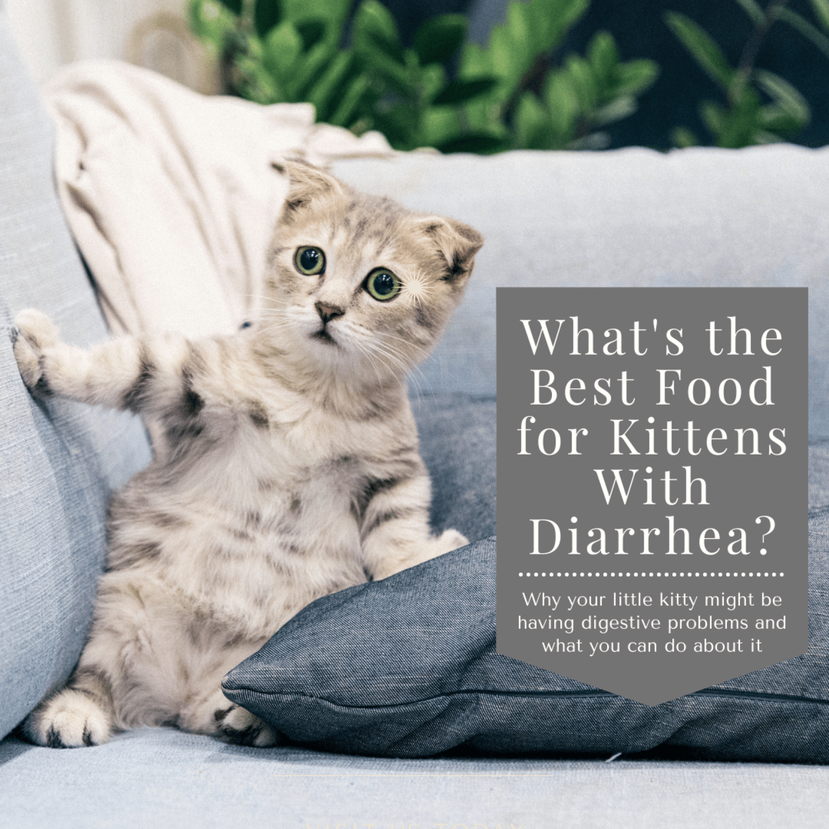 What Is the Best Kitten Food for Diarrhea?