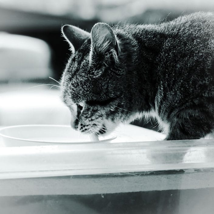 What kind of water bowl is best for cats?  PoC