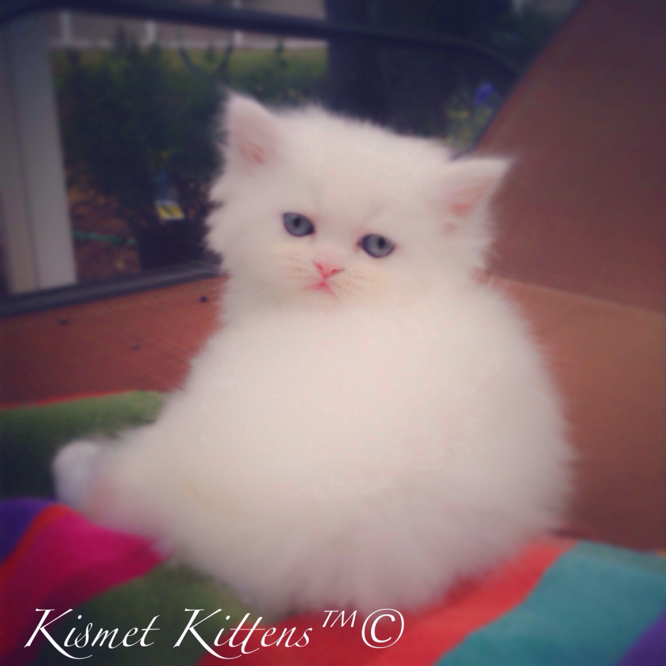 White Fluffy Kittens With Blue Eyes For Sale