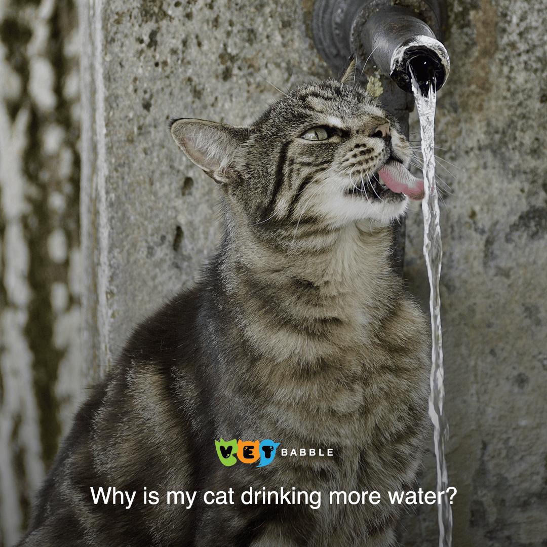 Why Wont My Cat Drink Water