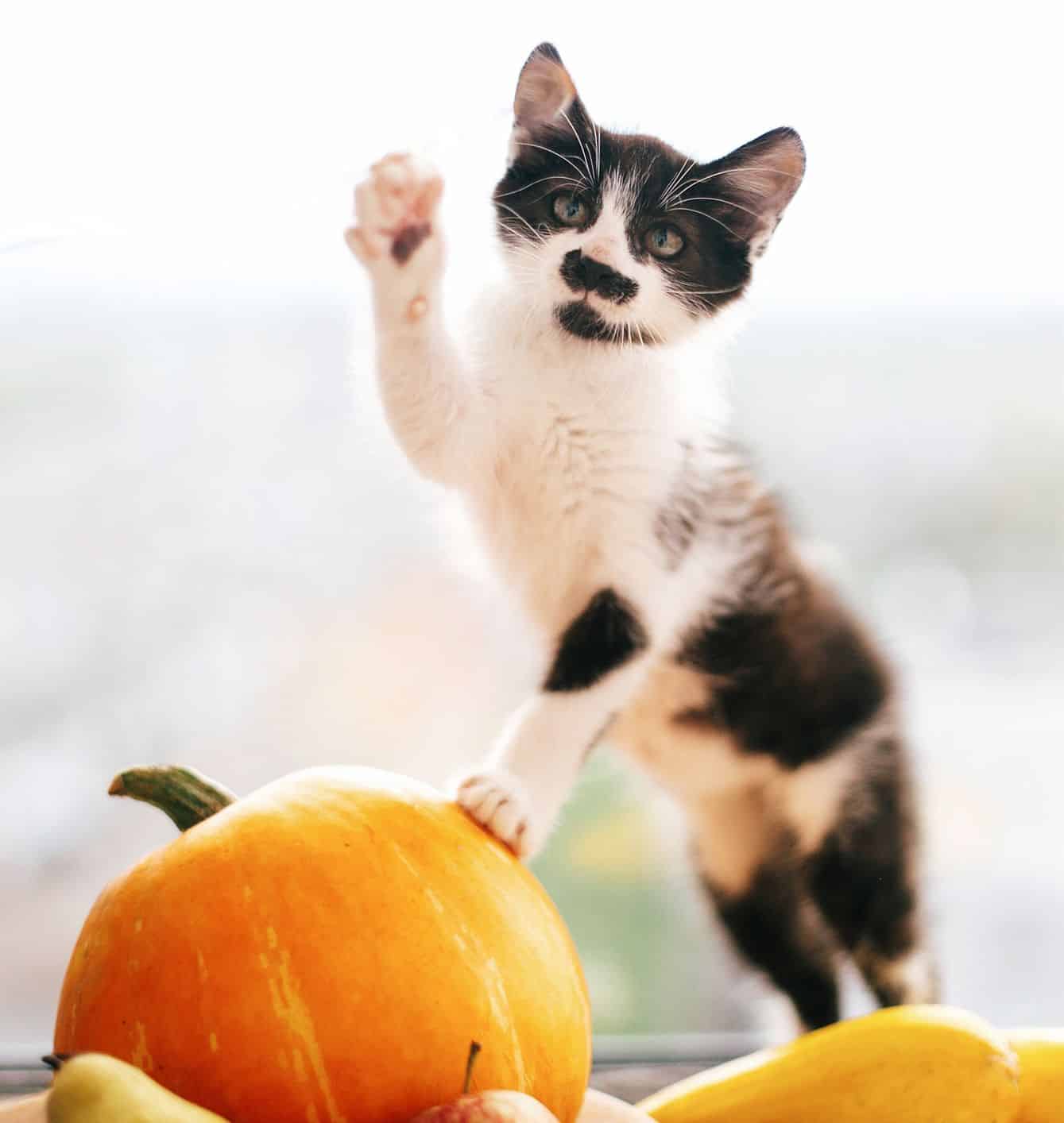 Why You Should Start Feeding Your Cat Pumpkin For Fall