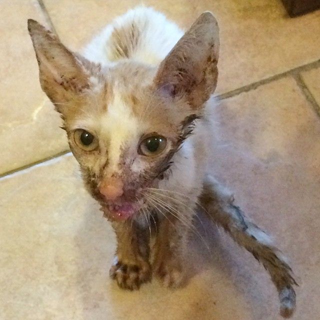 Woman Was Told The Kitten She Rescued With Broken Jaw Should Be ...