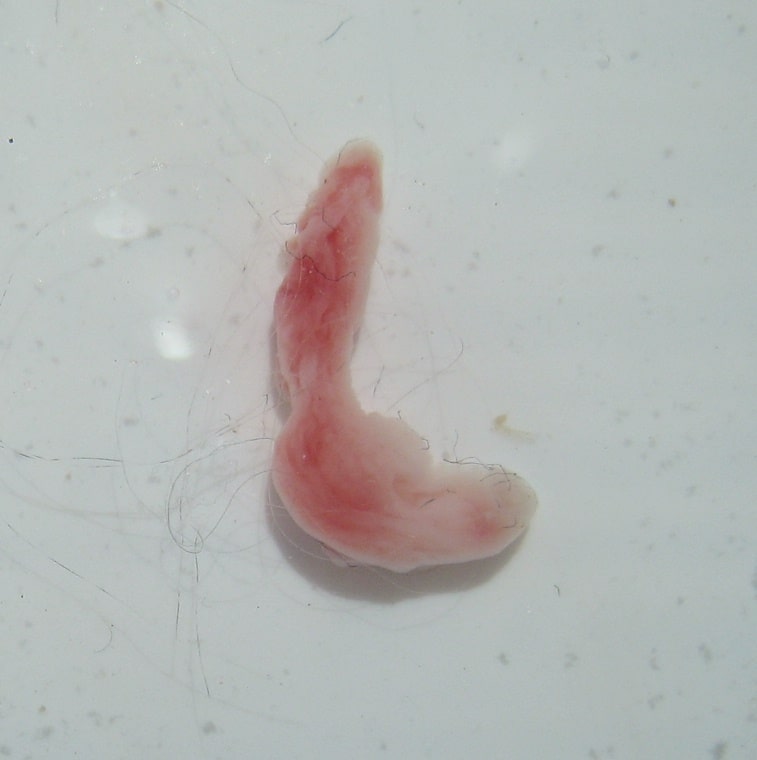 1.3 cm long artifact or parasite that was expelled from my old cat