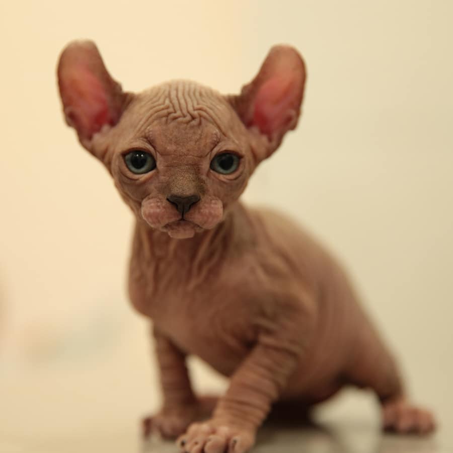 56 Best Images Sphynx Kittens For Sale Nyc