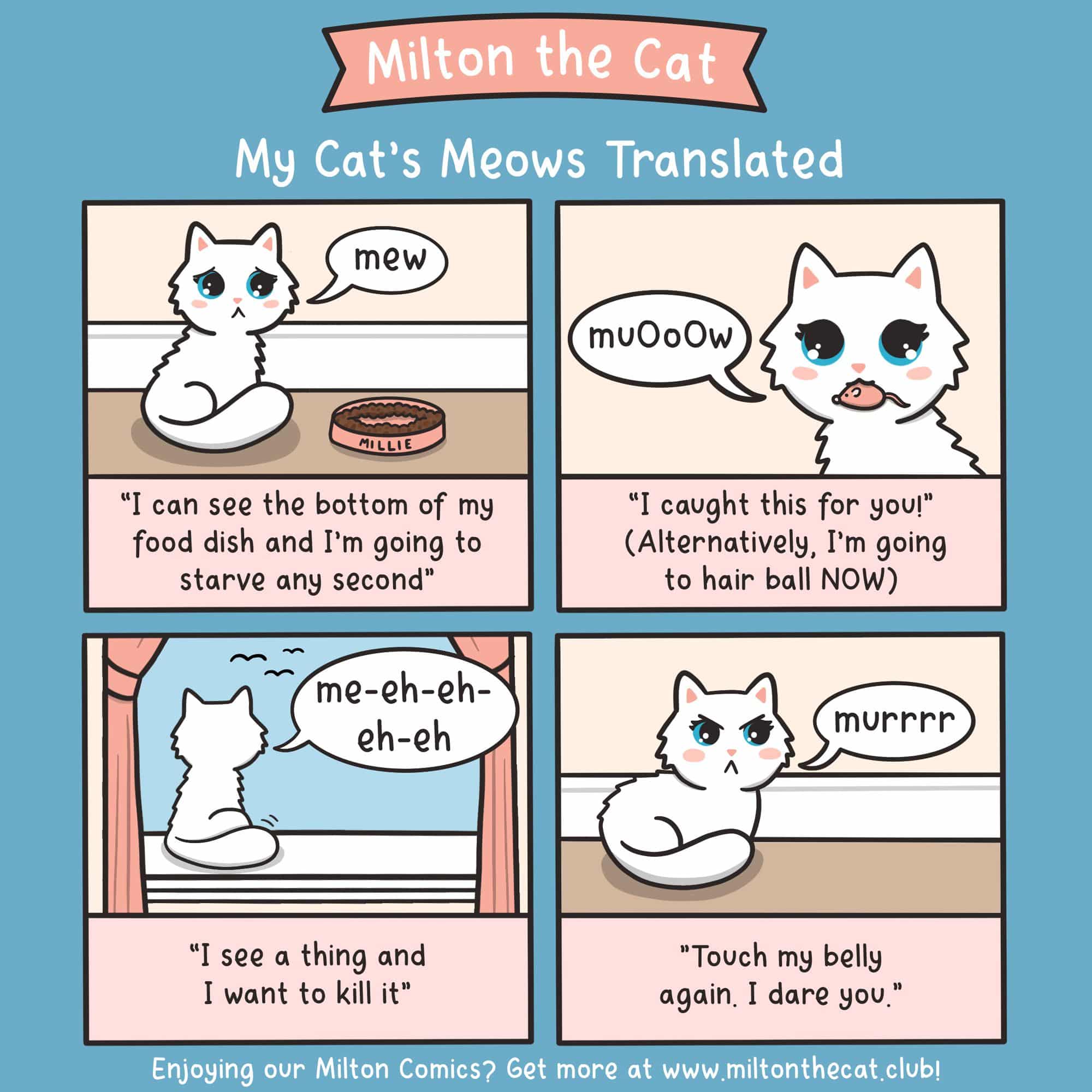 6 Reasons Your Cat Won