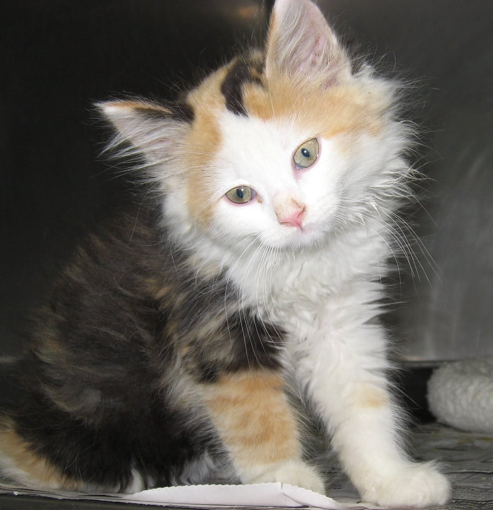 Adopt an Orange County Shelter (Virginia) Kitten