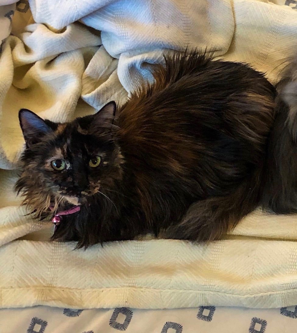 Adopt Jasmine A Brown Or Chocolate (Mostly) Domestic Mediumhair / Mixed ...