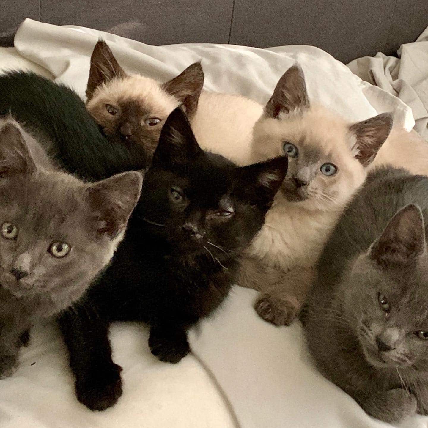 Adopt Russian Blue Mix Kittens A Gray, Blue Or Silver Tabby Russian ...