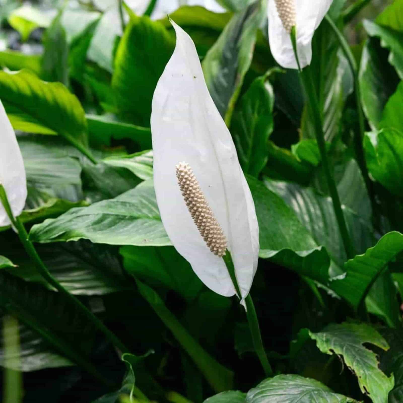 Are Peace Lilies Poisonous to Cats?