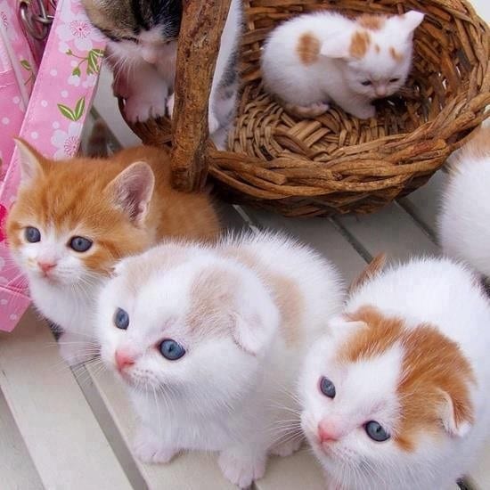 Aww these little kitties are adorable! Re