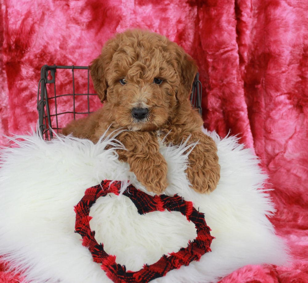 Best Mini Labradoodle puppies For Sale in Bel Air Maryland
