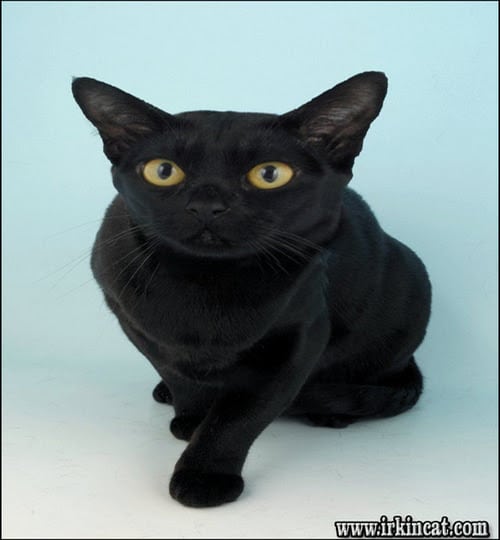 Bombay Cat For Sale Nyc