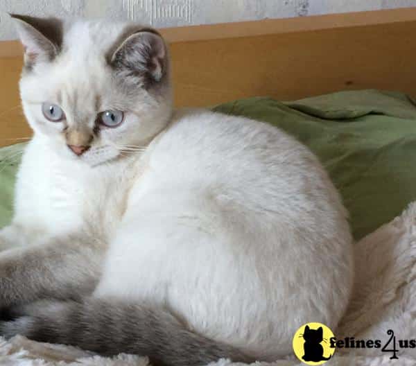 British Shorthair Kitten for Sale: British Shorthair boy Chocolate Lynx ...