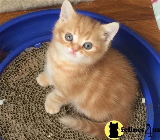 British Shorthair Kitten for Sale: Red Silver Classic Tabby boy 6 Yrs ...