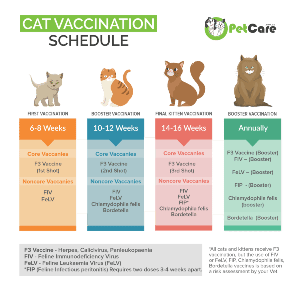 Cat and Kitten Vaccinations