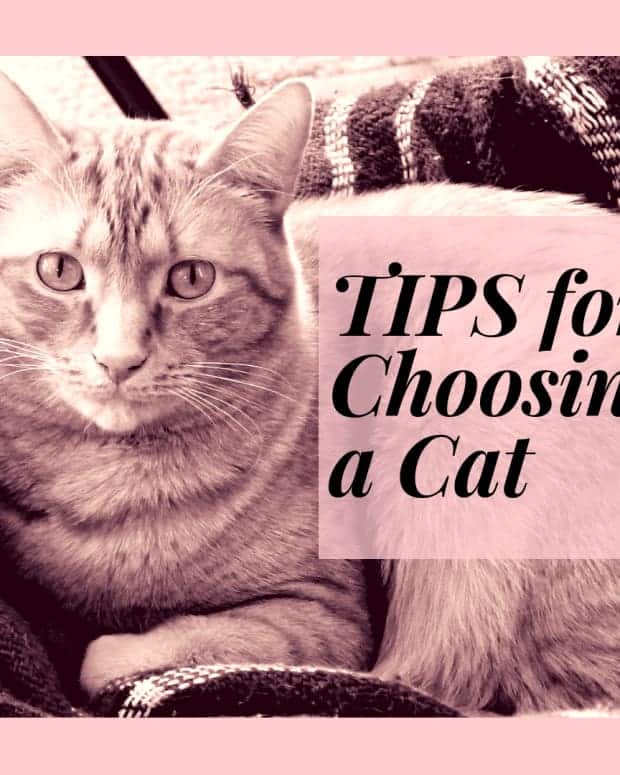 Cats Not Getting Along? Tips to Get Them to Stop Fighting Each Other ...
