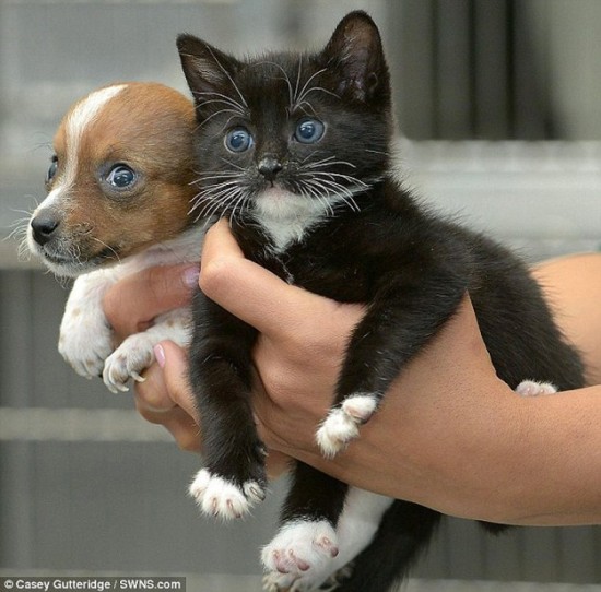 Cute Puppy And Kitten are Best Friends