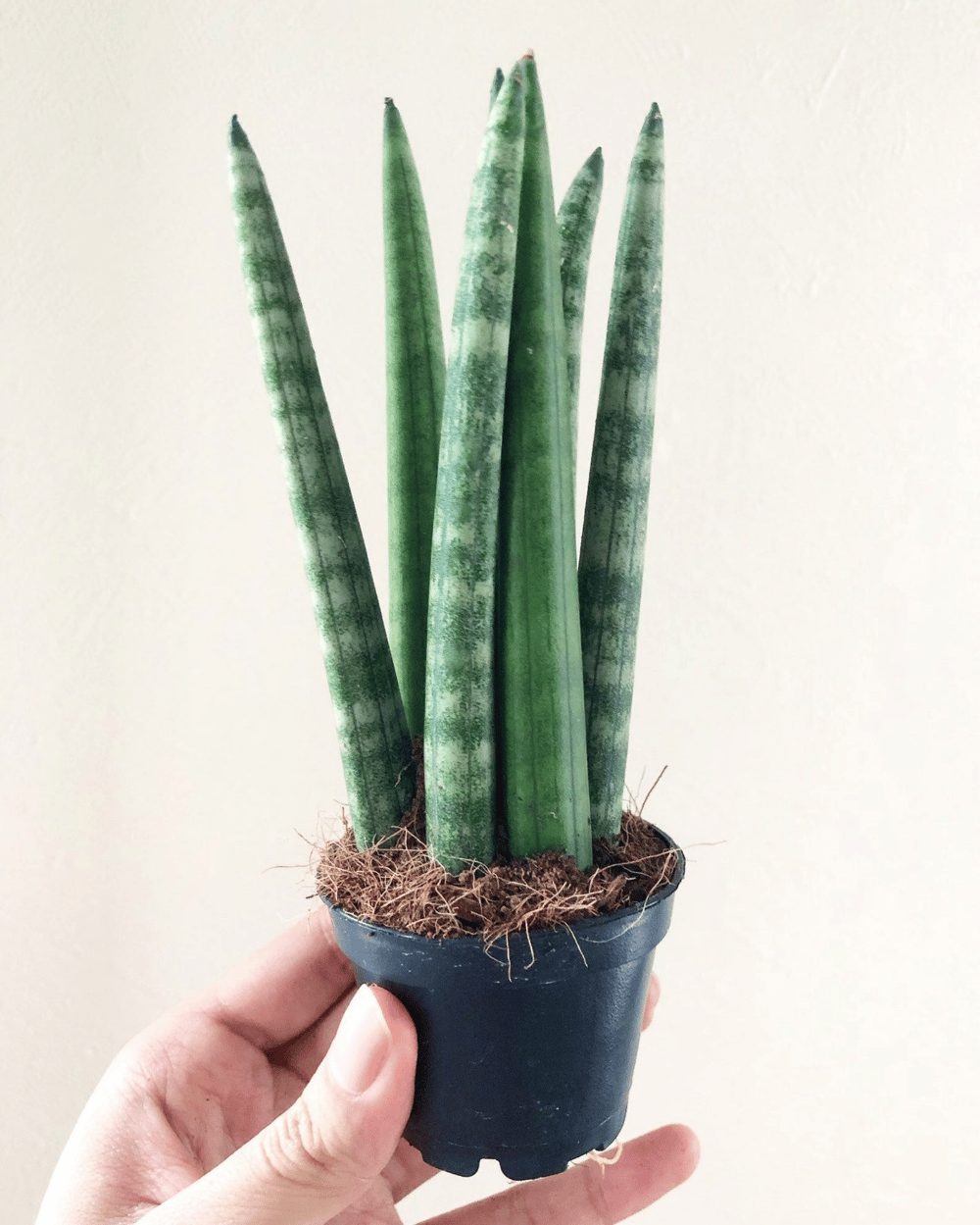 Cylindrical Snake Plant Safe For Cats