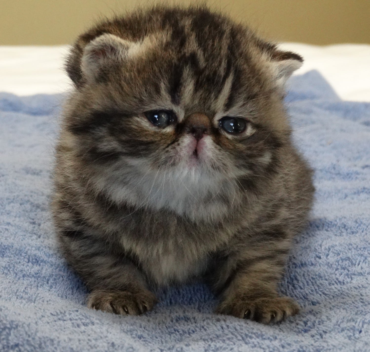Exotic Shorthair Cats For Sale