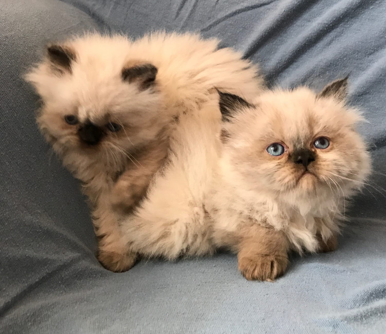Himalayan Persian Cats For Sale