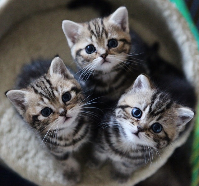 How much does a British Shorthair Kitten Cost?