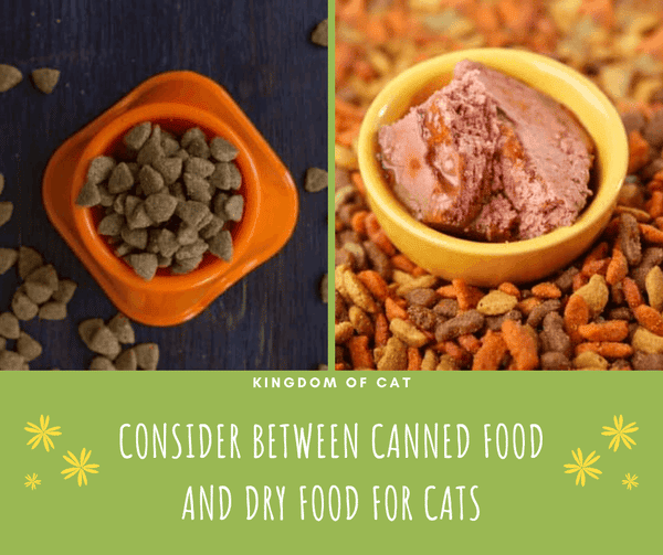 How Much Should I Feed My Cat? 3 Simple Tips Will Help You  KingdomOfCats
