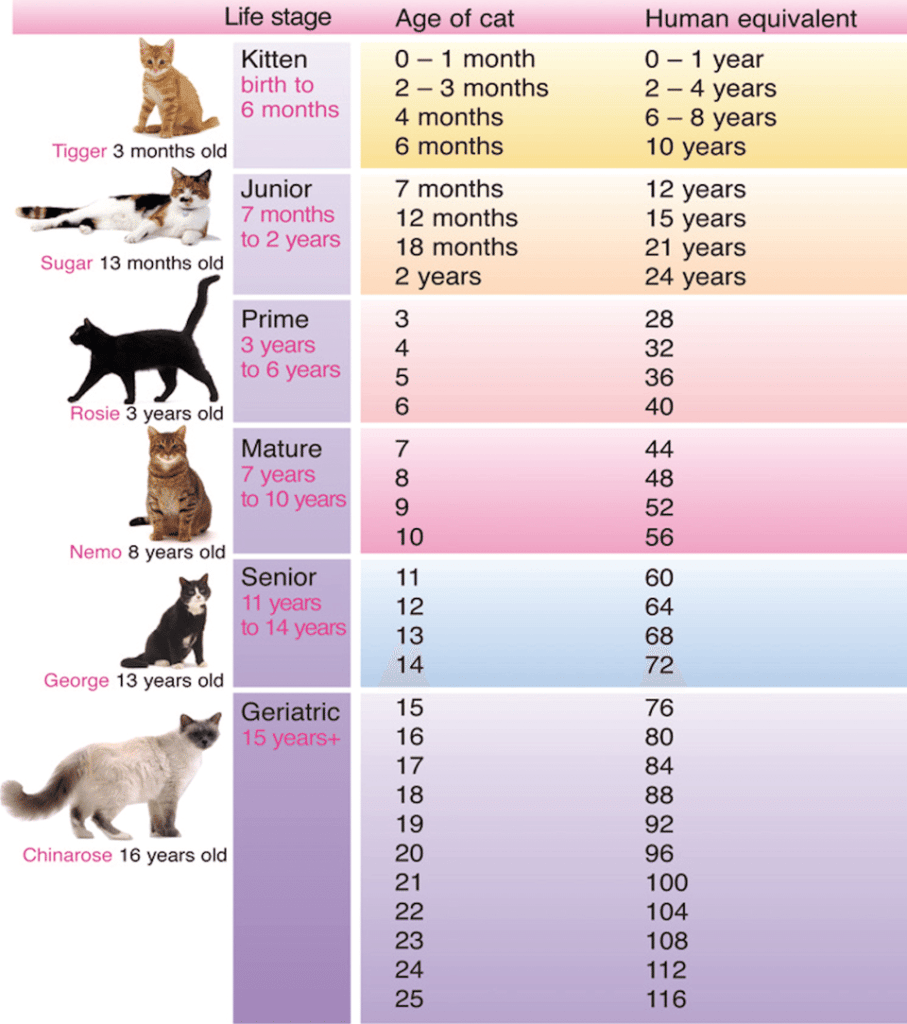 How Old Is Your Cat In Human Years? Free Converter Tool