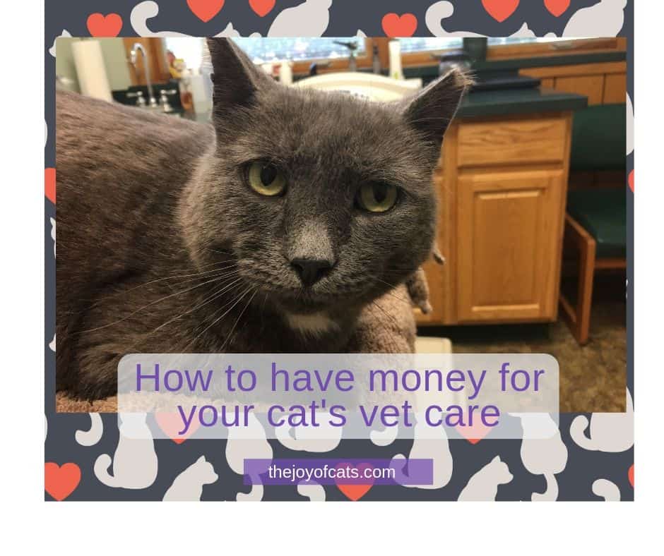 How to have money for your cats vet care